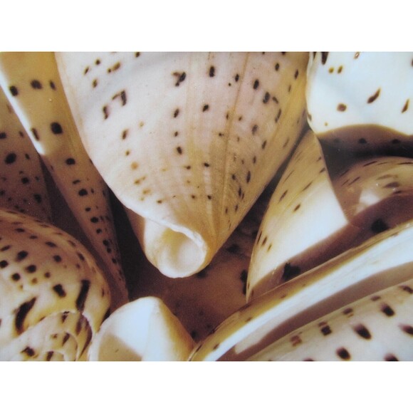 Pier 1 Seashell 8" Tan Brown And Beige Appetizer Or Salad Plates Set Of 4 - Picture 3 of 9